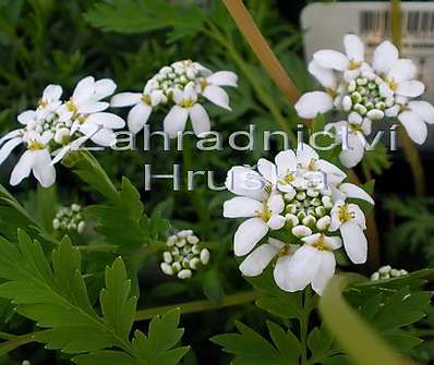 Iberis sempervirens Tahoe White