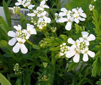 Iberis sempervirens Tahoe White