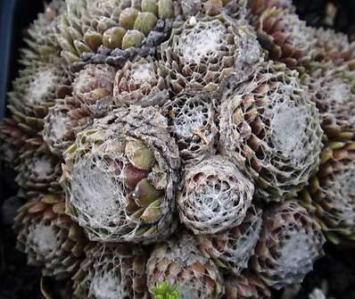 Sempervivum arachnoideum