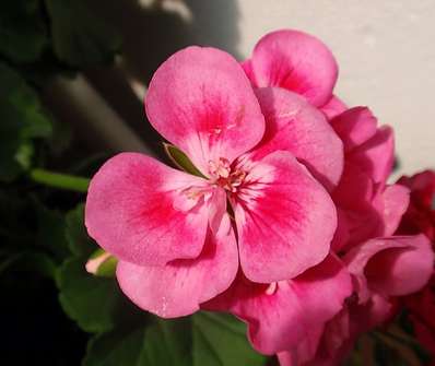 Pelargonium zonale