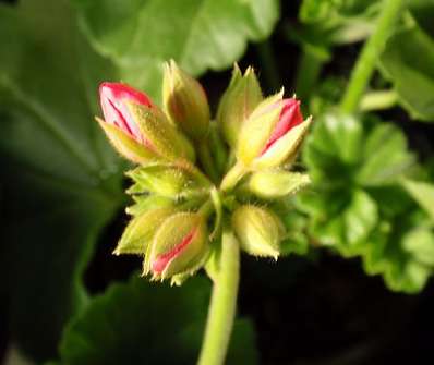 Pelargonium zonale