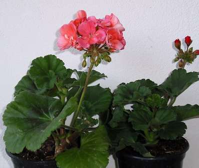 Pelargonium zonale