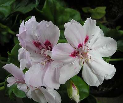 Pelargonium peltatum plnokvěté