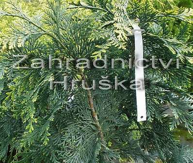 cypřišek - Chamaecyparis lawsoniana 'Alumigold'