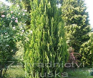 cypřišek - Chamaecyparis lawsoniana 'Alumigold'