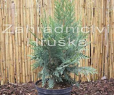 cypřišek - Chamaecyparis lawsoniana 'Alumii'
