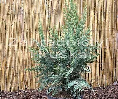 cypřišek - Chamaecyparis lawsoniana 'Alumii'