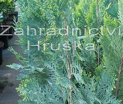 cypřišek - Chamaecyparis lawsoniana 'Alumii'