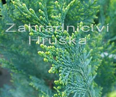 cypřišek - Chamaecyparis lawsoniana 'Alumii'