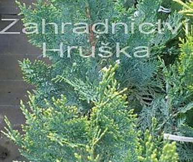 cypřišek - Chamaecyparis lawsoniana 'Alumii'