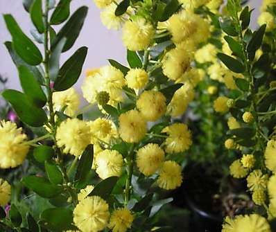 Acacia