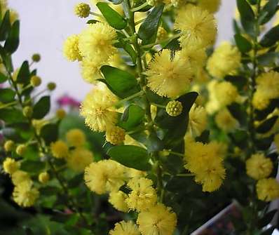 Acacia