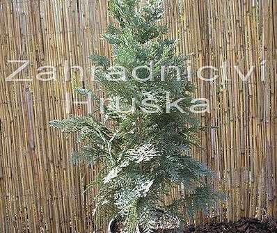 cypřišek - Chamaecyparis lawsoniana 'Columnaris'