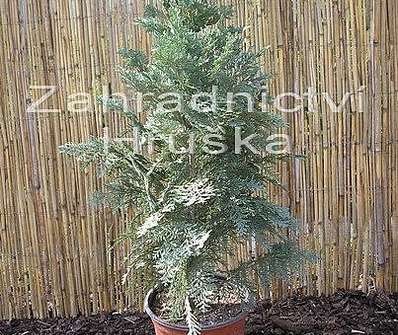cypřišek - Chamaecyparis lawsoniana 'Columnaris'