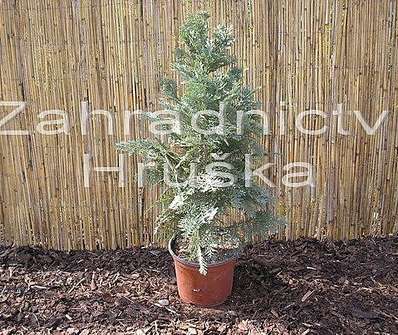 cypřišek - Chamaecyparis lawsoniana 'Columnaris'