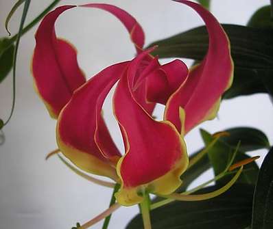 Gloriosa