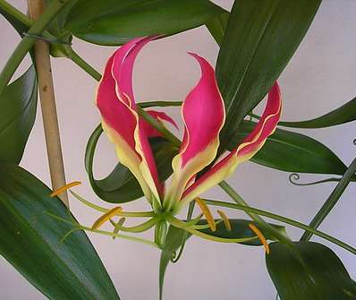 Gloriosa