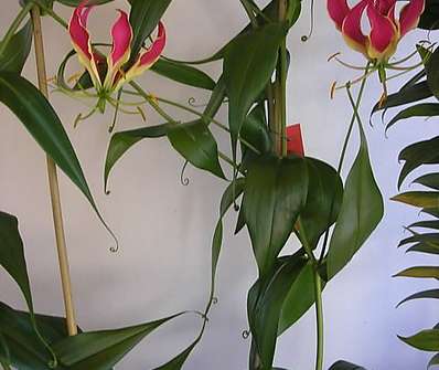 Gloriosa