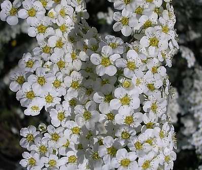 tavolník - Spiraea x arguta