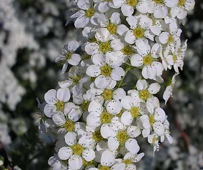 tavolník - Spiraea x arguta