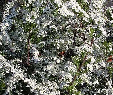 tavolník - Spiraea x arguta