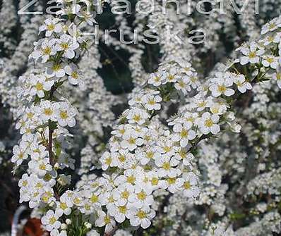 tavolník - Spiraea x arguta
