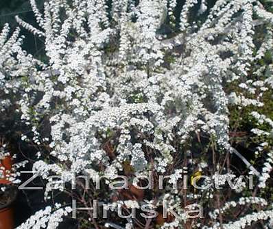 tavolník - Spiraea x arguta