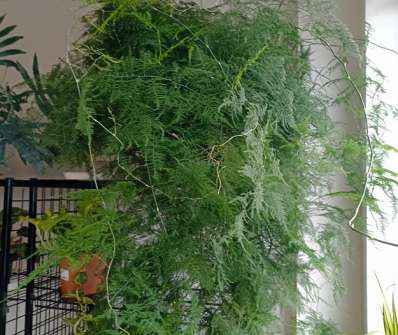Asparagus