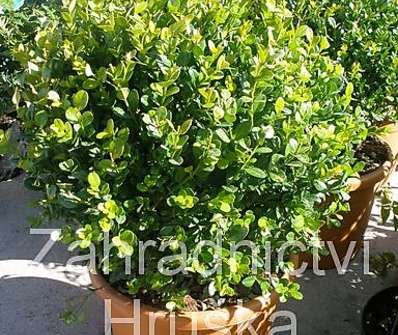 zimostráz - Buxus sempervirens