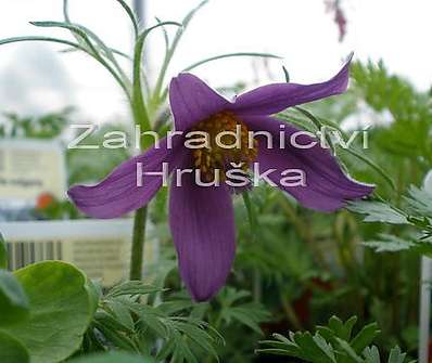 Pulsatila vulgaris
