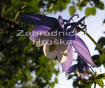 Aquilegia Spiring Magic-Blue and White