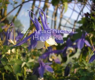 Aquilegia Spiring Magic-Blue and White