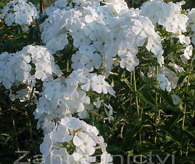 Phlox paniculata Peacock White