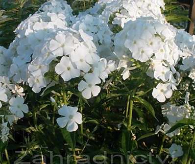 Phlox paniculata Peacock White