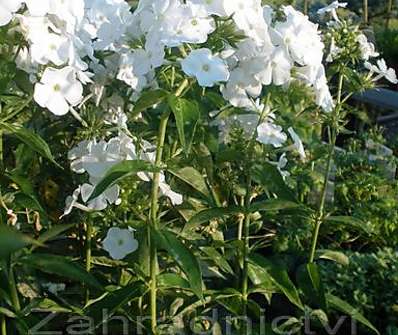 Phlox paniculata Peacock White