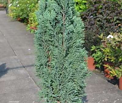 cypřišek - Chamaecyparis lawsoniana 'Ellwoodii Gold'