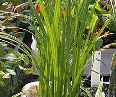 Carex acuta