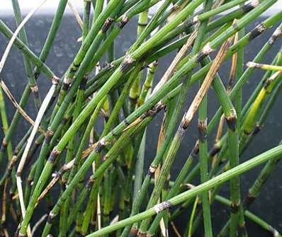 Equisetum hyemale