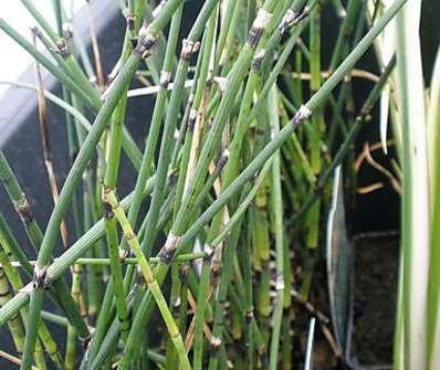 Equisetum hyemale