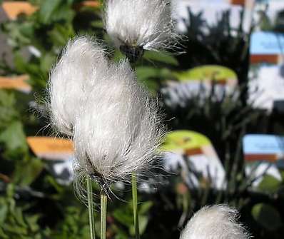 Eriophorum vaginatum 'Schieden - Wollgras'