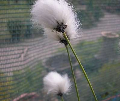 Eriophorum vaginatum 'Schieden - Wollgras'