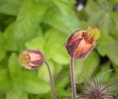Geum rivale