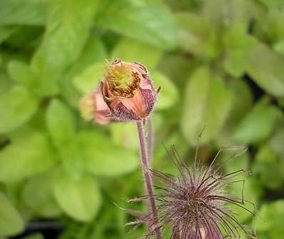Geum rivale