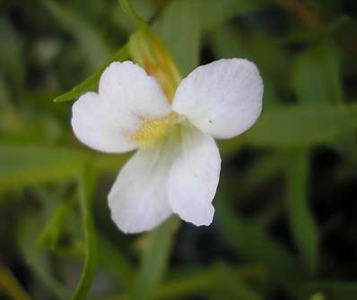 Gratiola officinalis