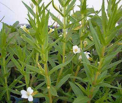 Gratiola officinalis