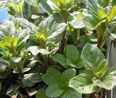 Mentha aquatica