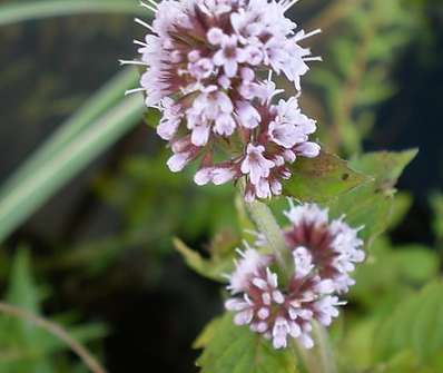 Mentha aquatica