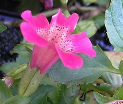 Mimulus cupreus Roter Kaiser