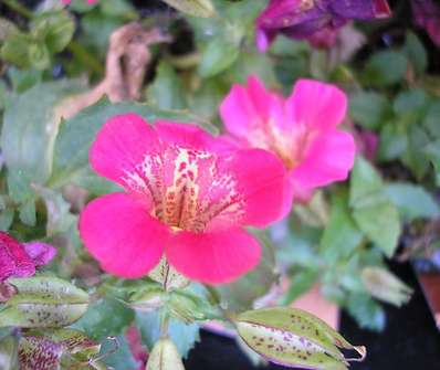 Mimulus cupreus Roter Kaiser