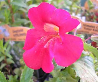 Mimulus cupreus Roter Kaiser